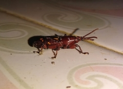Arrhenodini