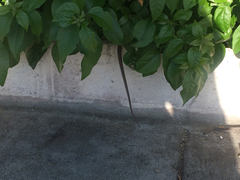 Elgaria multicarinata