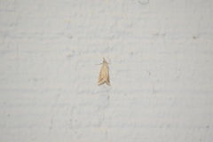 Microtheoris