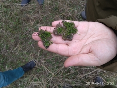 Anthoceros agrestis