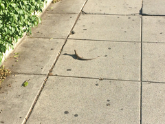 Elgaria multicarinata