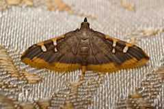 Prophantis adusta