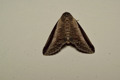 Lophoptera squammigera