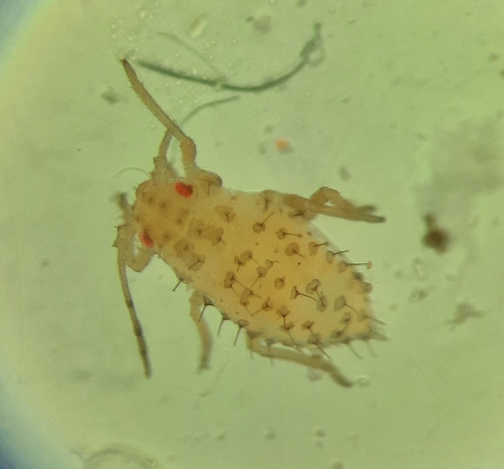Therioaphis ononidis