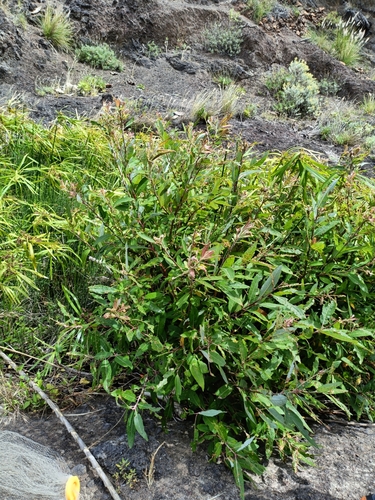 Image of Salix pedicellata by (c) Diego Rodríguez Hernández, some rights reserved (CC BY)