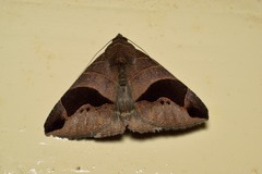 Bastilla