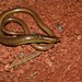 Asian Glass Lizard - Photo (c) Rohit, some rights reserved (CC BY-SA), uploaded by Rohit