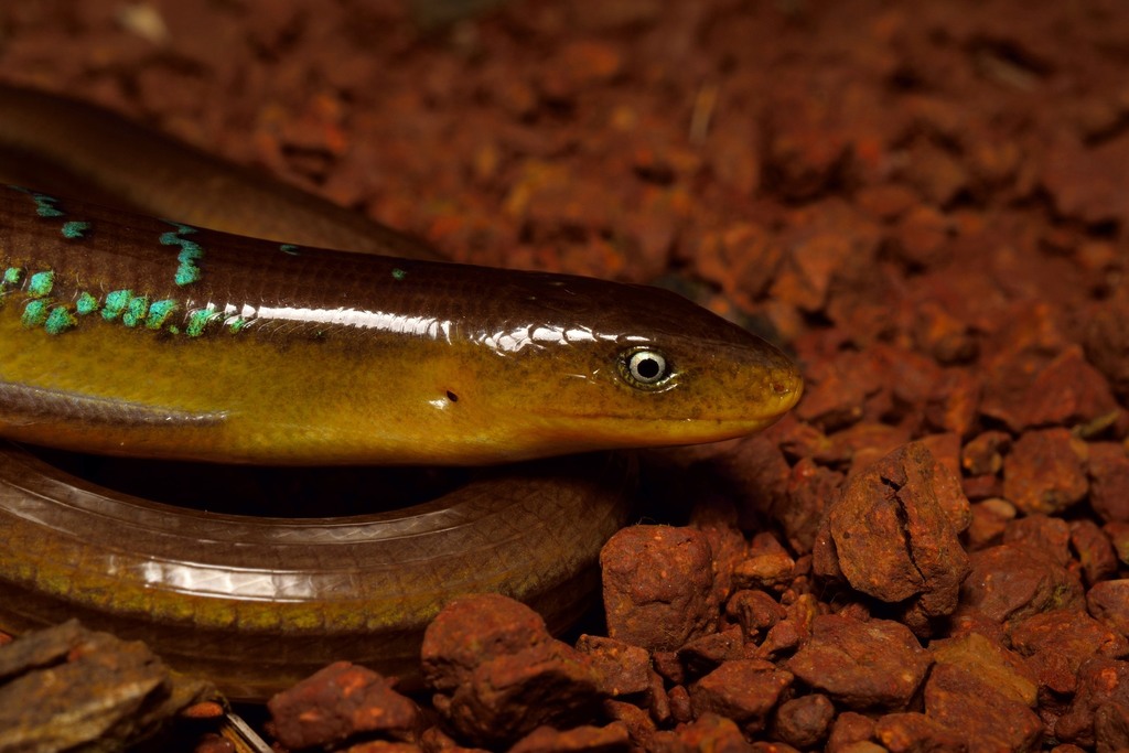 Glass Lizards
