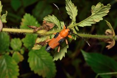 Stibara tetraspilota