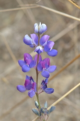 Lupinus subvexus