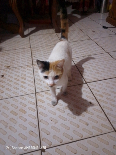 Domestic Cat