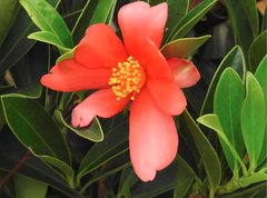 Camellia azalea