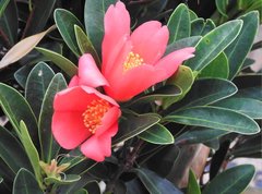 Camellia azalea