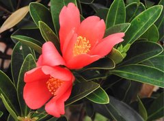 Camellia azalea