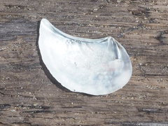 Heteroclidus punctatus