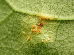 Puccinia sparganioidis