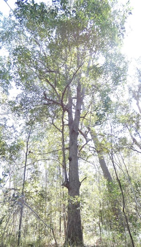 Lophostemon confertus