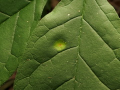 Puccinia sparganioidis