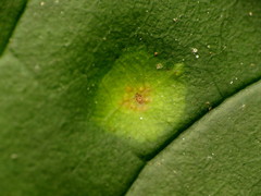 Puccinia sparganioidis