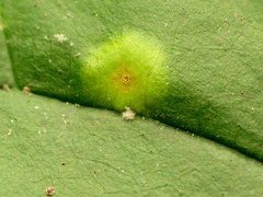 Puccinia sparganioidis