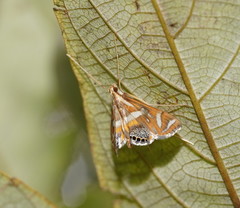 Margarosticha euprepialis