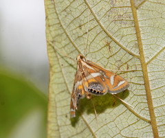 Margarosticha euprepialis