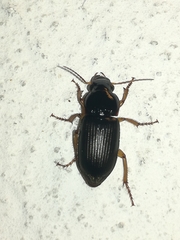 Harpalus griseus