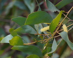 Juliflorae