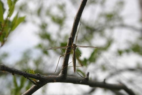 Unknown species found near Canyon County, ID, USA