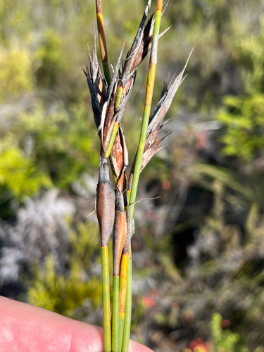 Green-nut Sunreed (Willdenowia glomerata)