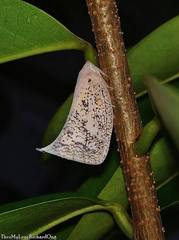 Lawana conspersa