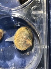 Laevicardium substriatum