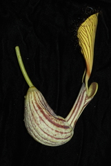 Aristolochia schultzeana