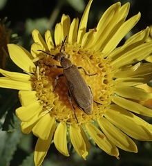 Epicauta ferruginea