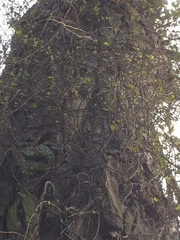 Muehlenbeckia complexa