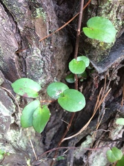 Muehlenbeckia complexa