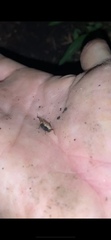 Tettigidea lateralis