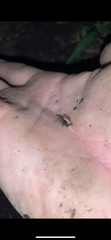 Tettigidea lateralis
