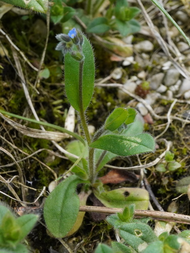 Image of Myosotis ramosissima by (c) Patrick Hacker, some rights reserved (CC BY)