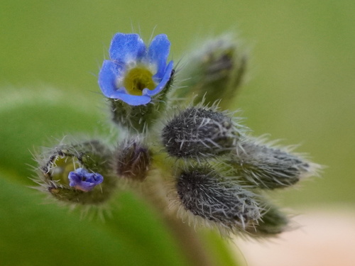 Image of Myosotis ramosissima by (c) Patrick Hacker, some rights reserved (CC BY)