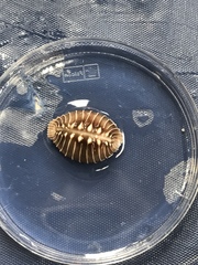 Pusula solandri