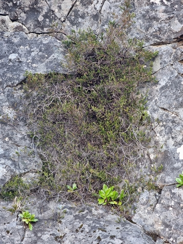 Madeira Heath (Erica maderensis)