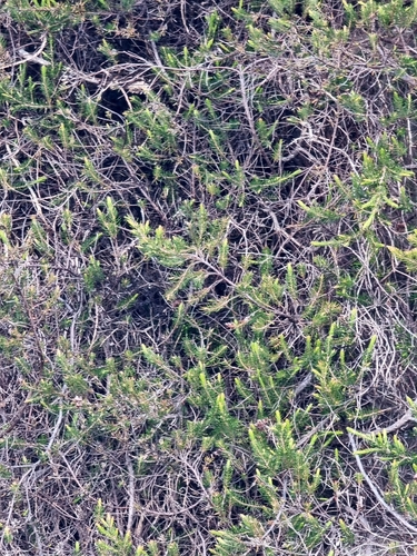Erica maderensis, photograph 4