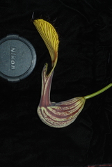 Aristolochia schultzeana