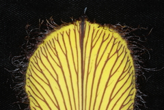 Aristolochia schultzeana