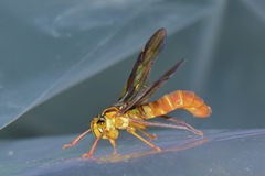 Lissoscarta