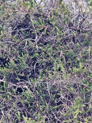 Erica maderensis, photograph 6