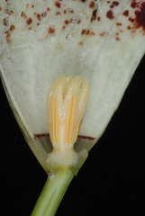 Aristolochia schultzeana