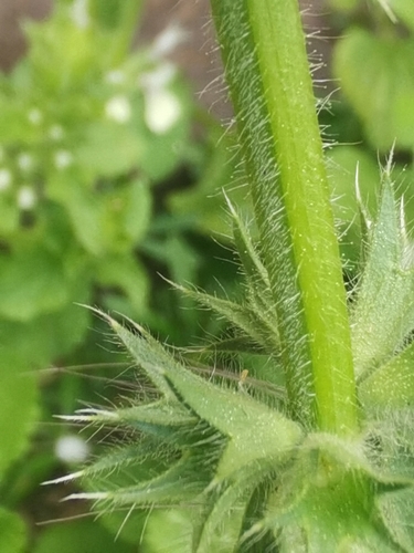 Image of Stachys ocymastrum by no rights reserved