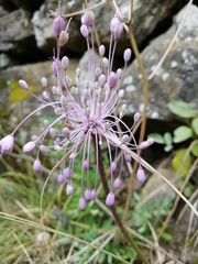 Allium carinatum pulchellum